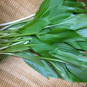 究極の安心、天然『うるい』300g