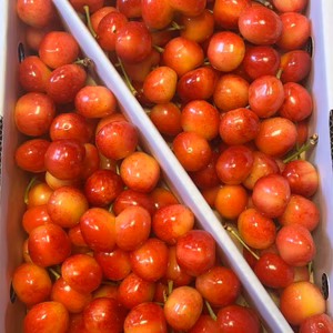 山形県産さくらんぼ　ナポレオン　1kg