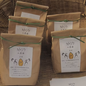 ◉いきものたくさんの谷津田で採れた◉無農薬のお米◉（白米）