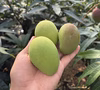【宮崎県産】青マンゴー 大きめサイズ