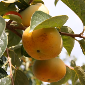 一心農園の太秋柿　 家庭用　約1.8㎏(6～7個入)