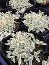 シレネユニフローラ★人気の這性麩入り植物