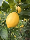 岩城島完熟レモン（栽培期間中農薬不使用）