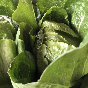 ときめいて♬〈詰め盛り野菜〉