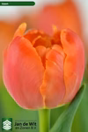 【新潟のチューリップ】オレンジ八重咲きアイコン１０本