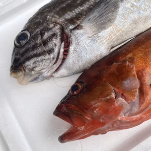 【魚突き】アヤコショウダイ900g、アカハタ700g 鱗、内臓処理済