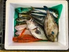 【元魚屋が厳選】お魚たくさん！めっちゃ幸せボックス！！［活け締め］