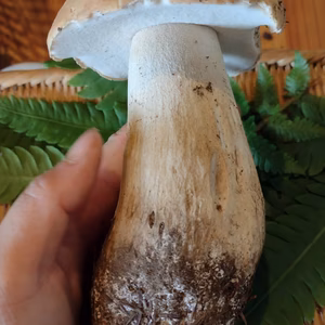 ◆早い者勝ち◆ニセコ産天然生ポルチーニ茸上物