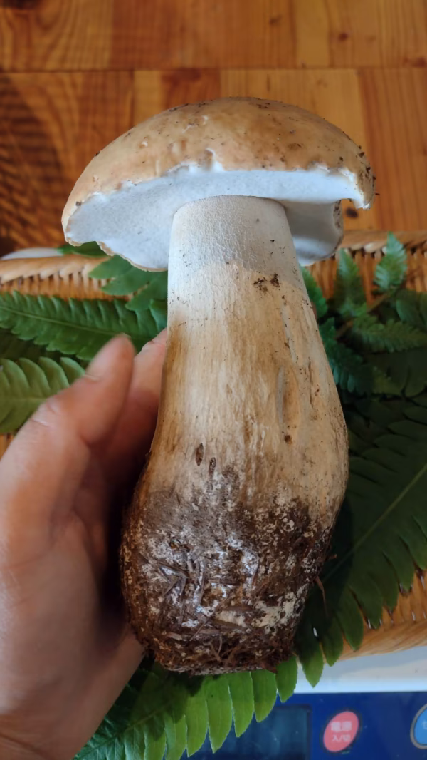 ◆早い者勝ち◆ニセコ産天然生ポルチーニ茸上物
