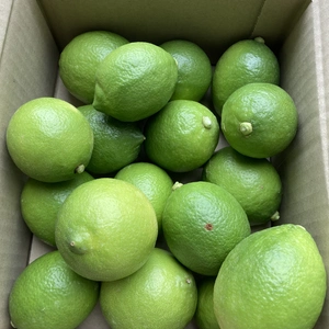 国産グリーンレモン　2kg ノーワックス　防腐剤不使用