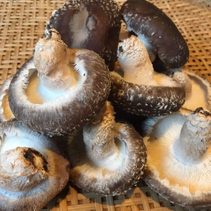 原木栽培しいたけ