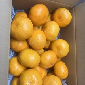 おおきーら！早生ひづる（大玉２L3L中心）糖度保証