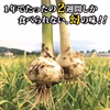 【予約限定】青森県産！最高級品種 ホワイト6片の生にんにく【農薬不使用】