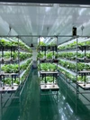 植物工場のいちごフローズンヨーグルトアイスクリーム