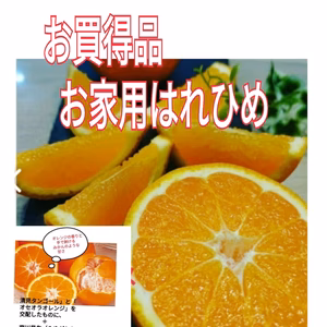 お買得品セール❣️お家用）味バッチリ❢【越冬木熟】 ハレヒメ サイズミックス