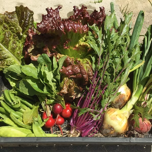 【農薬・除草剤不使用】新鮮朝採り!愛媛の野菜セット（6～8品目） ギフト対応商品