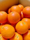 《少量》ブラッドオレンジ・タロッコ＊２、５キロ