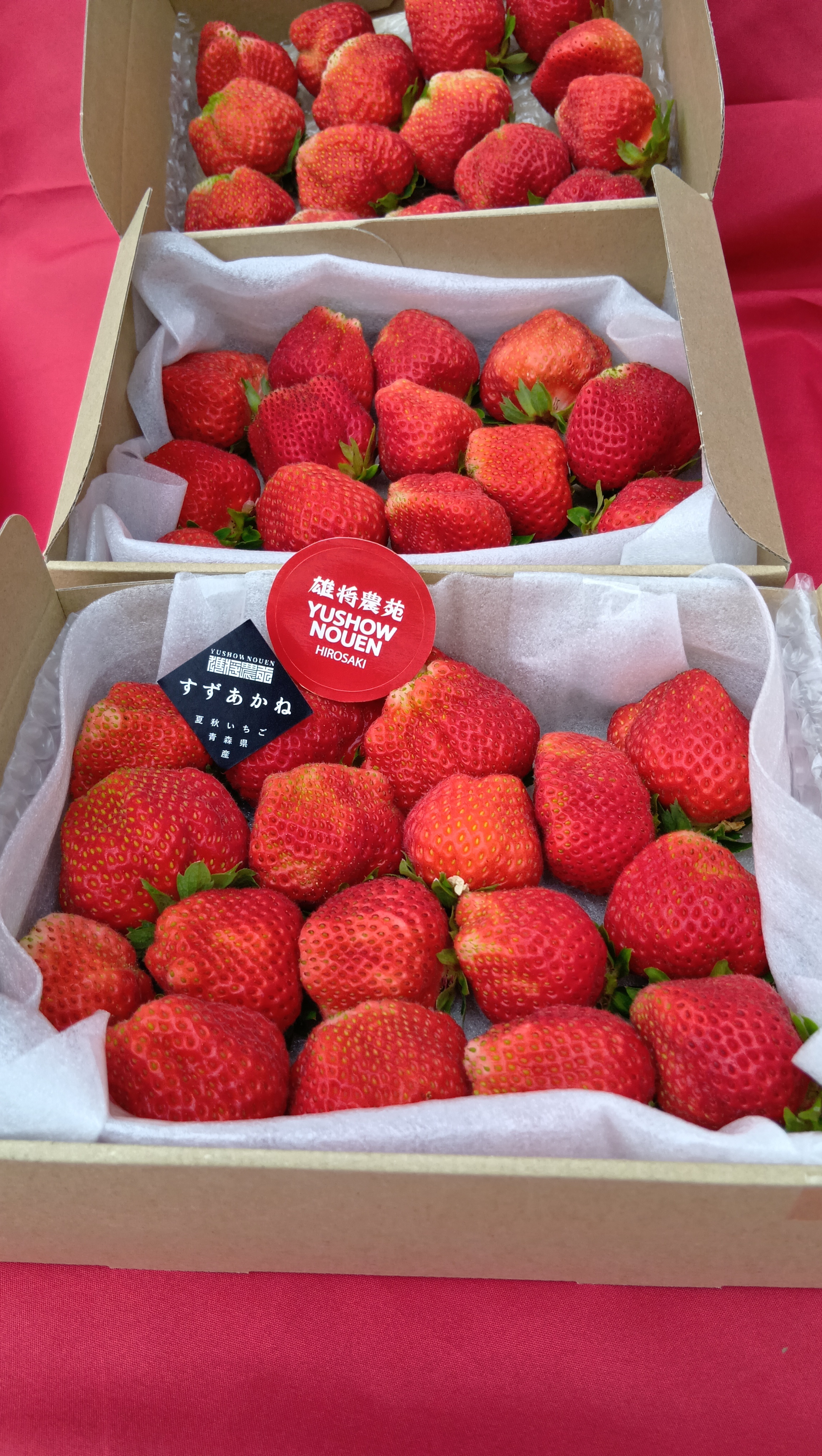 規格外特価】期間限定！ふぞろいなイチゴたち！夏秋いちご すずあかね