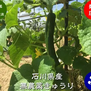 無農薬栽培 きゅうり 3本入り（無農薬キュウリ）Cucumber