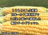【予約割引】十勝芽室 極甘ジューシーコーン とうもろこしの王様  8月中旬発送