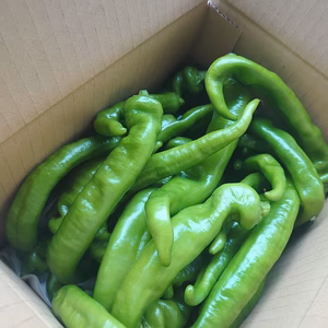 【お得】発祥の地・舞鶴の万願寺とうがらし【畑そのまま便】【京野菜】