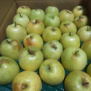 訳ありミニ王林5キロ