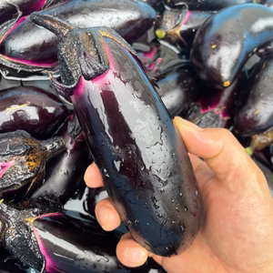 岐阜県中津川産　減農薬千両茄子　1袋（3本）×6袋