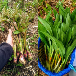 天然山菜お任せセット（３，４品種前後）