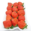 幸せイチゴ-イチゴ狩り気分【大粒】-4品種食べ比べセット