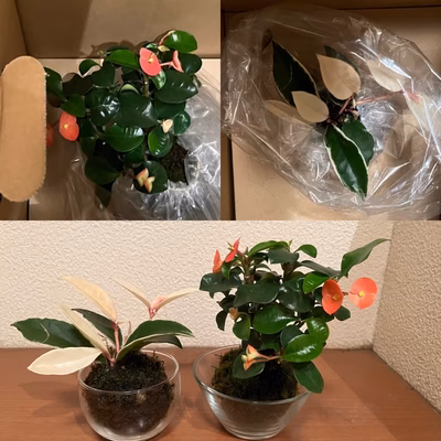 みんなの投稿の画像