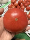 【予約・１月】大玉トマト！私にもごほうび！毎日ごほうび！！大きさおまかせセット
