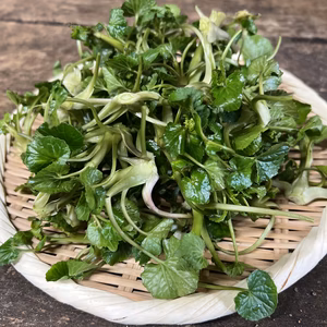 【季節を先取り！】採れた分だけ！若芽セット