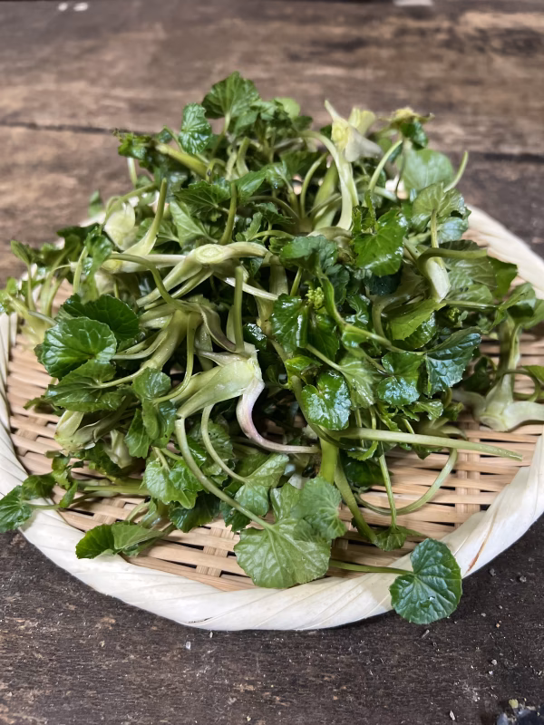 【季節を先取り！】採れた分だけ！若芽セット