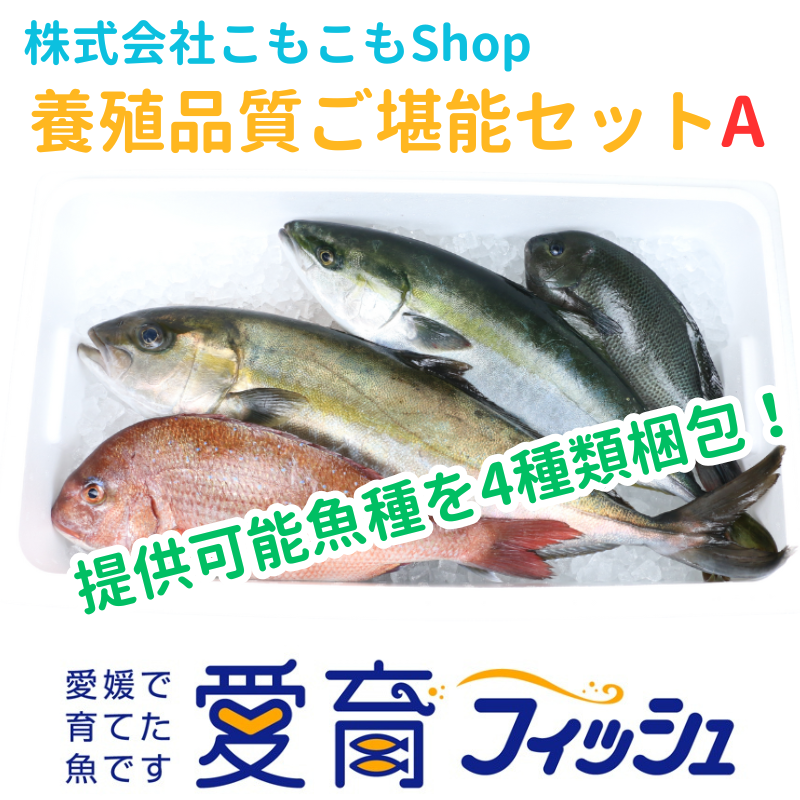 温暖で潮通しの良い宇和海で育ったご堪能鮮魚セット｜魚介セットの商品 