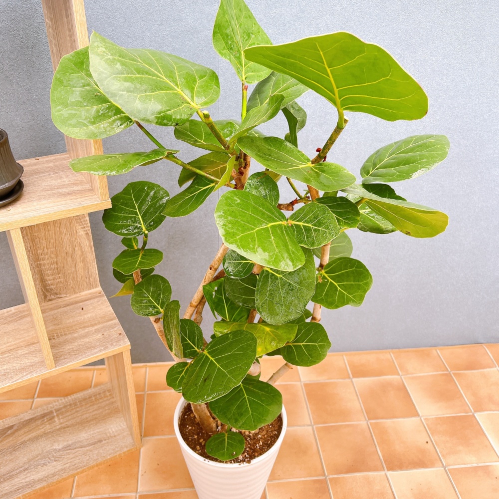 現品　海葡萄　シーグレープ　曲がり　1番　観葉植物　希少　インテリアグリーン 在庫販売】 海葡萄 シーグレープ 曲がり 観葉植物 希少 インテリア