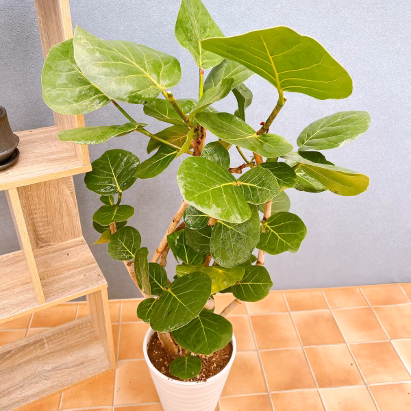 【在庫販売】　海葡萄　シーグレープ　曲がり　観葉植物　希少　インテリアグリーン