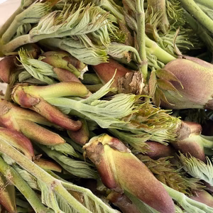 【山形県庄内産】タラの芽・天然 - 山形県酒田市八幡地域の里山・大沢産