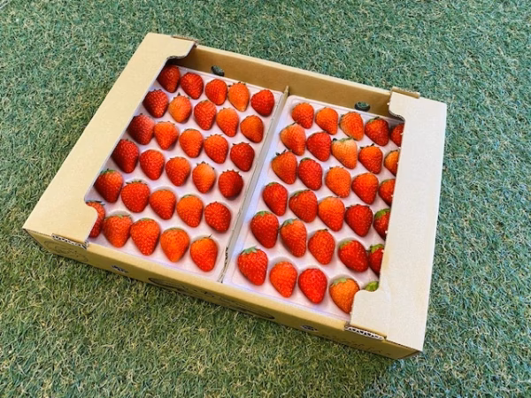 ◆ご家庭でもプロ仕様♪ソフトパック入りＭサイズいちご♪1.8kg～◆