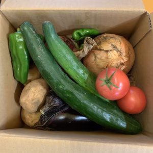 夏野菜　お試し　60サイズ