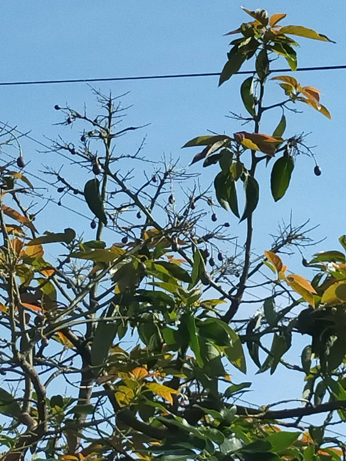 アボカド　ベーコン 国産アボカド 愛媛みさきアボカド(ベーコン）｜果物の商品詳細