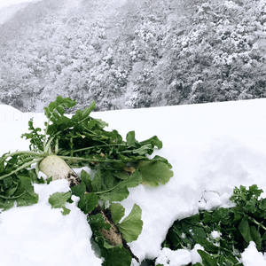 「越冬大根のお届けに参りました」兵庫県香美町産「雪ぶとん大根」１本