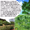【送料込】パパイヤ葉っぱのお茶｜沖縄産（無農薬）