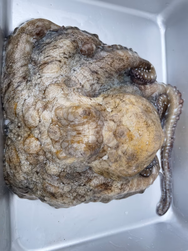 冷凍　ワモンダコ　下処理なし約1.4キロ