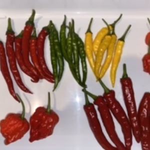 「5周年福袋」げきからとうがらしセット　[数量限定]