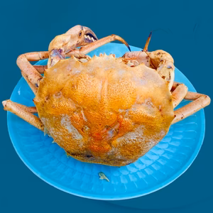 珍ガニ　美味い！茹でエンコウガニ1.2kg（3-4人用）