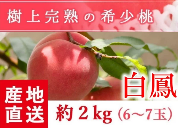 福島県産の桃　朝採りもぎたて完熟白鳳　阿部農縁 もも モモ　ギフト・贈答用に