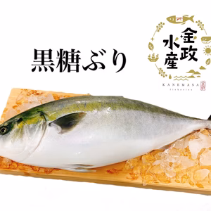 《12月27日〜1月１日着》金政の黒糖ぶり1尾(4.5kg以上)