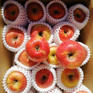 スリムレッド　かわいい丸かじりりんご　2.4キロコース