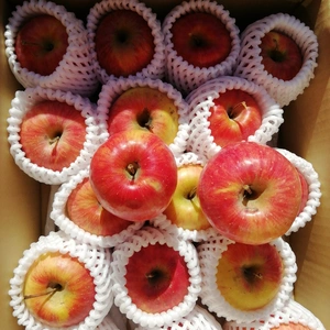 スリムレッド　かわいい丸かじりりんご　2.4キロコース