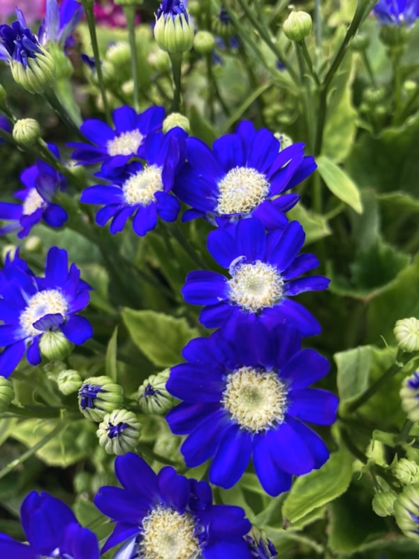 【岐阜産】エディブルフラワー (食用) サイネリア　10輪～ 年中収穫可